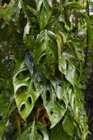 Nicaragua, département de Granada, Réserve naturelle du volcan Mombacho, feuilles de faux philodendron (Monstera deliciosa)