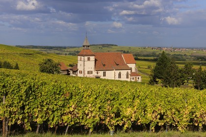 France, Bas-Rhin (67), Dambach-la-ville, chapelle Saint-Sébastien au milieu des vignes