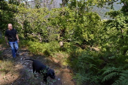 France, Haute-Corse (2B), Castagniccia, Valle d’Orezza, Hector Giudicelli castanéiculteur dans sa chataigneraie