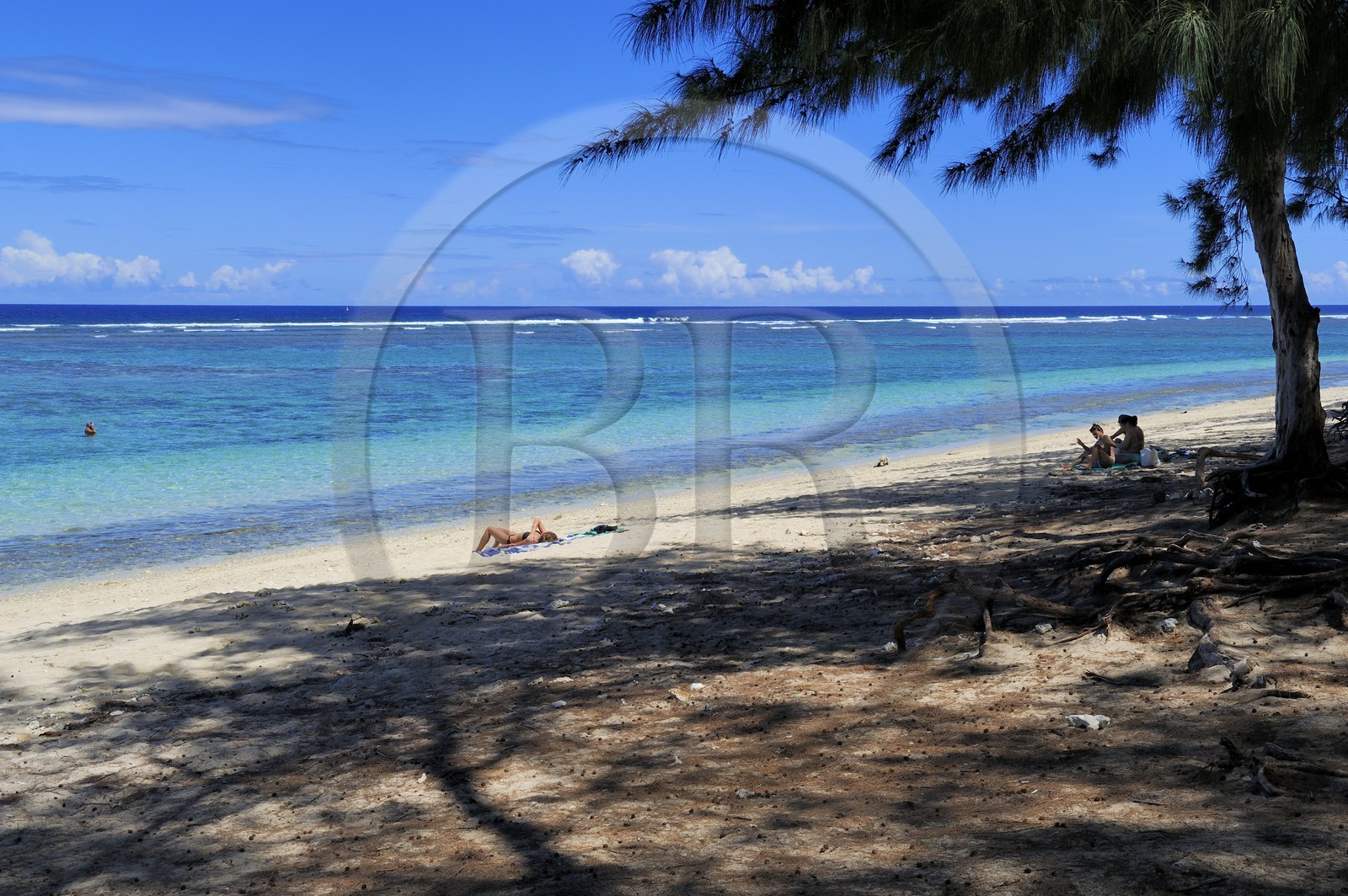 France, Reunion Island (French overseas department), West Coast, Saint Gilles les Bains lagoon beach at Ermitage les Bains and casuarina trees