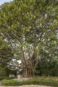 France, Alpes-Maritimes (06), Saint Jean Cap Ferrat, Villa et Jardins Ephrussi de Rothschild, figuier de la baie de Moreton (Ficus macrophylla), arbre remarquable