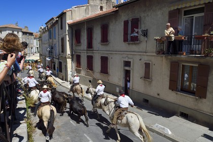 France, Bouches-du-Rhône (13), Arles, la Cocarde d'Or, arrivée dans les arènes des taureaux en provenance des prés accompagnés à cheval par les gardians de la manade Jacques Mailhan, l'abrivado précède la course camarguaise