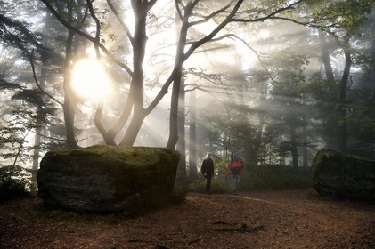 France, Bas Rhin, Mont Saint Odile, hike along the Pagan Wall, sandstone rock in the vestige of a wall probably from the Merovingian period with a total length of eleven kilometers