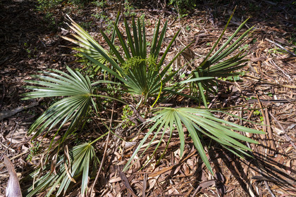 France, Alpes-Maritimes, Antibes, The Botanical Garden of Villa Thuret (attached to INRAE), labeled Jardin Remarquable (Outstanding Garden) and Remarkable Tree, dwarf palmetto or  Sabal minor