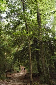 France, Var, Plan d'Aups Sainte Baume, Sainte-Baume Regional Nature Park, Massif de la Sainte-Baume relic forest protected for several centuries and classified as a national biological reserve, the path of Giniez goes through the original forest