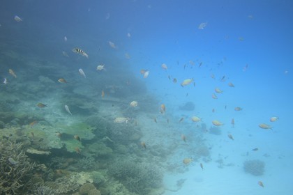 France, Ile de Mayotte, Grande-Terre, récif de corail dans la lagune face à la pointe Saziley  sur la cote Est