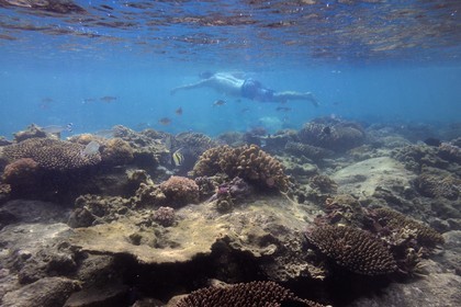France, Ile de la Reunion, Côte Ouest, Saint-Gilles-Les-Bains (commune de Saint-Paul), le récif corallien du lagon de l'Ermitage (vue sous-marine)