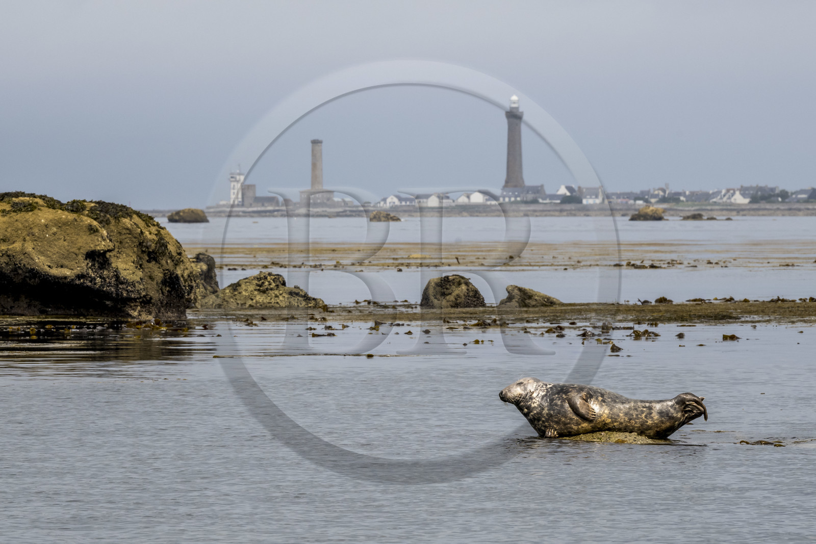 France, Finistère, Penmarch, Étocs archipelago, gray seal (halichoerus grypus), the Eckmuhl lighthouse on Pointe de Penmarch in the background