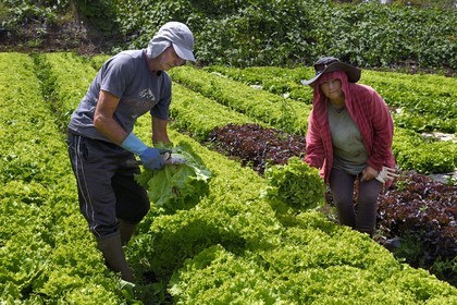 France, Ile de la Reunion, Le Tampon, la Plaine des Cafres, les agriculteurs Jacqueline et Jean-Pierre Lacaille dans leur champ de salades