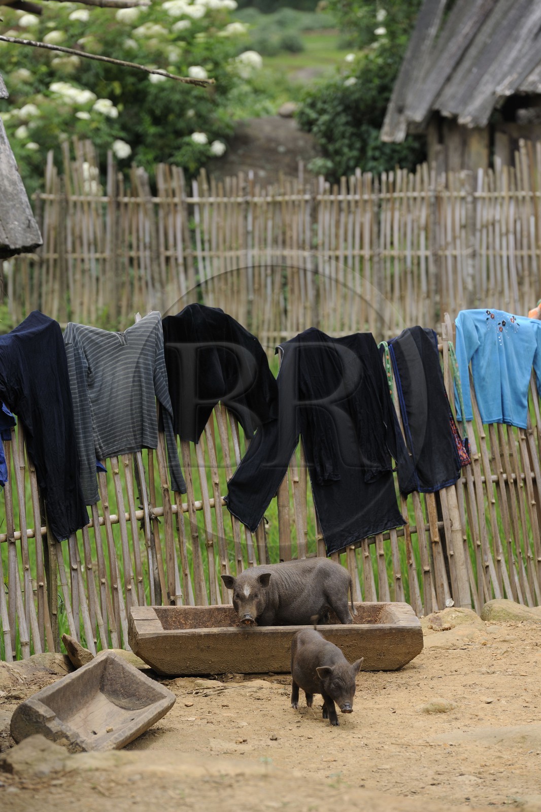 Vietnam, province de Lao Cai, région Nord-Ouest de Sapa, village de Mong Xoa de la minorité Hmong Bleu, cochons dans la cour de la ferme