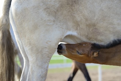 Espagne, Andalousie, province de Séville, Utrera, le haras Ayala (Yeguada Ayala), Pure race espagnole ou PRE (Pura Raza Espanola), poulain allaitant sa mère