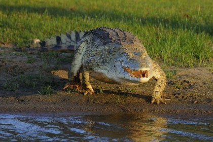 Tanzanie, Reserve de gibier de Selous une des plus grandes zones protégées au monde et inscrite sur la liste du patrimoine mondial de l’Unesco depuis 1982, crocodile du Nil (Crocodylus niloticus) sur le lac Nzerakera formé par la rivière Rufiji