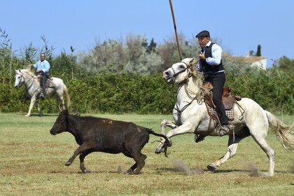 France, Bouches du Rhone, Parc naturel regional de Camargue (Regional Natural Park of Camargue), La Regie de Frigoules, branding, gardians pursuing a bull