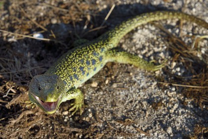 France, Dordogne, Regional Natural Park Périgord Limousin, Perigord Vert, La Rochebeaucourt-et-Argentine village area, Argentine plateau, ocellated lizard (Timon lepidus)