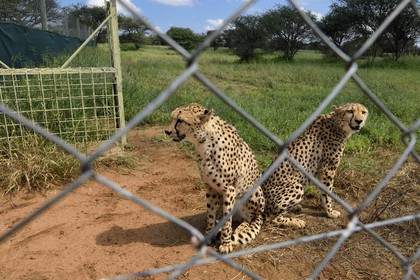 Namibie, Otjiwarongo, Cheetah Conservation Fund, centre de recherche et d'éducation, guépards (Acinonyx jubatus) en captivité temporaire et destinés à être relachés dans le bush