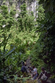 Caribbean, Dominica Island, Morne Trois Pitons National Park listed as World heritage by UNESCO, hike into the heart of the rainforest towards the Middleham Falls, Waitukubuli hiking trail that crosses the island