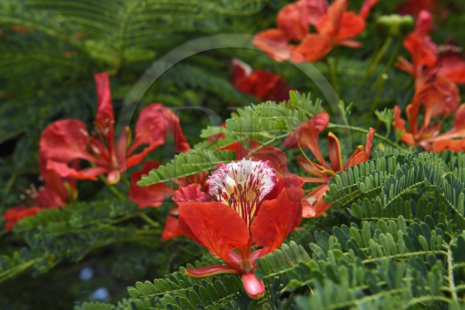 France, Ile de la Reunion, ville de Saint-Pierre, fleur de l'arbre du flamboyant