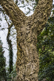 France, Côtes-d'Armor, Plouguiel, the Kestellic Botanical Garden, classified as a remarkable garden, Oak cork