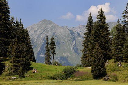 Switzerland, Canton of Vaud, Villars sur Ollon, hamlet of Bretaye