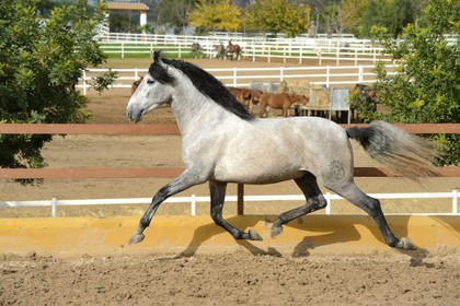 Espagne, Andalousie, province de Séville, Utrera, le haras Ayala (Yeguada Ayala), entrainement d'un Pure race espagnole ou PRE (Pura Raza Espanola)
