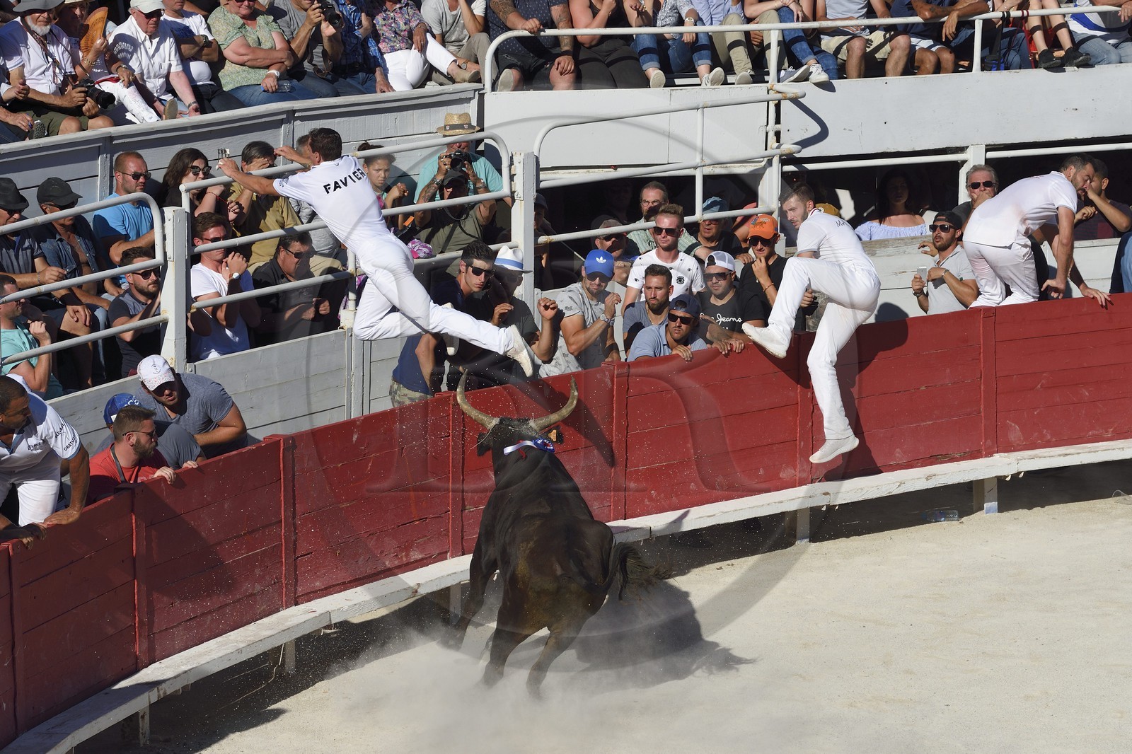 France, Bouches-du-Rhône (13), Arles, la course camarguaise  de la Cocarde d'Or aux Arènes
