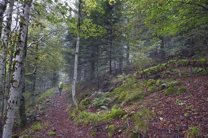 France, Vosges, Ballons des Vosges Regional Natural Park, Saint Maurice sur Moselle, hiker crossing a beech forest
