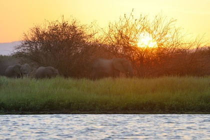 Tanzanie, Reserve de gibier de Selous une des plus grandes zones protégées au monde et inscrite sur la liste du patrimoine mondial de l’Unesco depuis 1982, Éléphant de savane d'Afrique (Loxodonta africana), hippopotames sur le lac Nzerakera formé par la rivière Rufiji