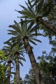 France, Alpes-Maritimes (06), Menton, Jardin botanique exotique du Val Rahmeh, palmiers
