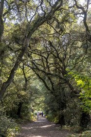 France, Vendée (85), Talmont Saint Hilaire, Holm oak forest of the Bois du Veillon in the hinterland of Pointe du Payré