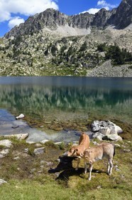 France, Hautes-Pyrénées (65), Saint-Lary-Soulan et Vielle-Aure, randonnée sur une variante du GR10 entre le col de Portet et les lacs de Bastan en bordure de la réserve naturelle de Néouvielle, troupeau de vaches en estive au lac de Bastan supérieur