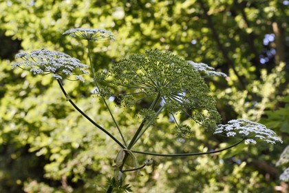 France, Meurthe-et-Moselle, Nancy, Ecole de Nancy Museum in the former estate of Eugene Corbin, Giant hogweed (Heracleum Montegazzianum) emblematic plant of the School of Nancy
