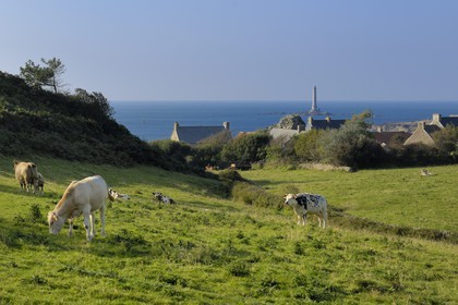 France, Manche, Cotentin, Cap de la Hague, small port of Goury, the lighthouse and cows in the meadows