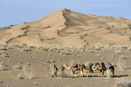 Iran, Province d'Ispahan, désert du Dasht-e Kavir, Mesr dans la région de Khur et Biabanak, caravane de dromadaires passant au pied des dunes de sable