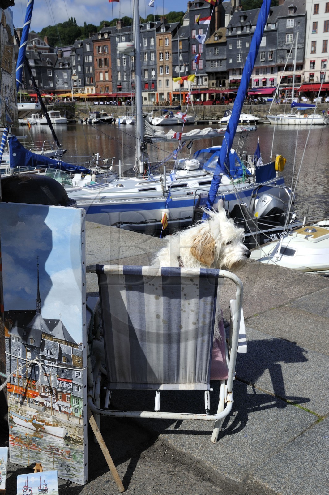 France, Calvados (14), Honfleur, le Vieux-Bassin, chien de peintre installé sur le quai