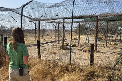 Zimbabwe, Midlands Province, Gweru, Antelope Park home to ALERT (African Lion and Environmental Research Trust), enclosure of lions that can not be released into the wild