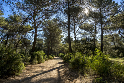 France, Bouches-du-Rhône (13), Aix en Provence, plateau de Bibemus,