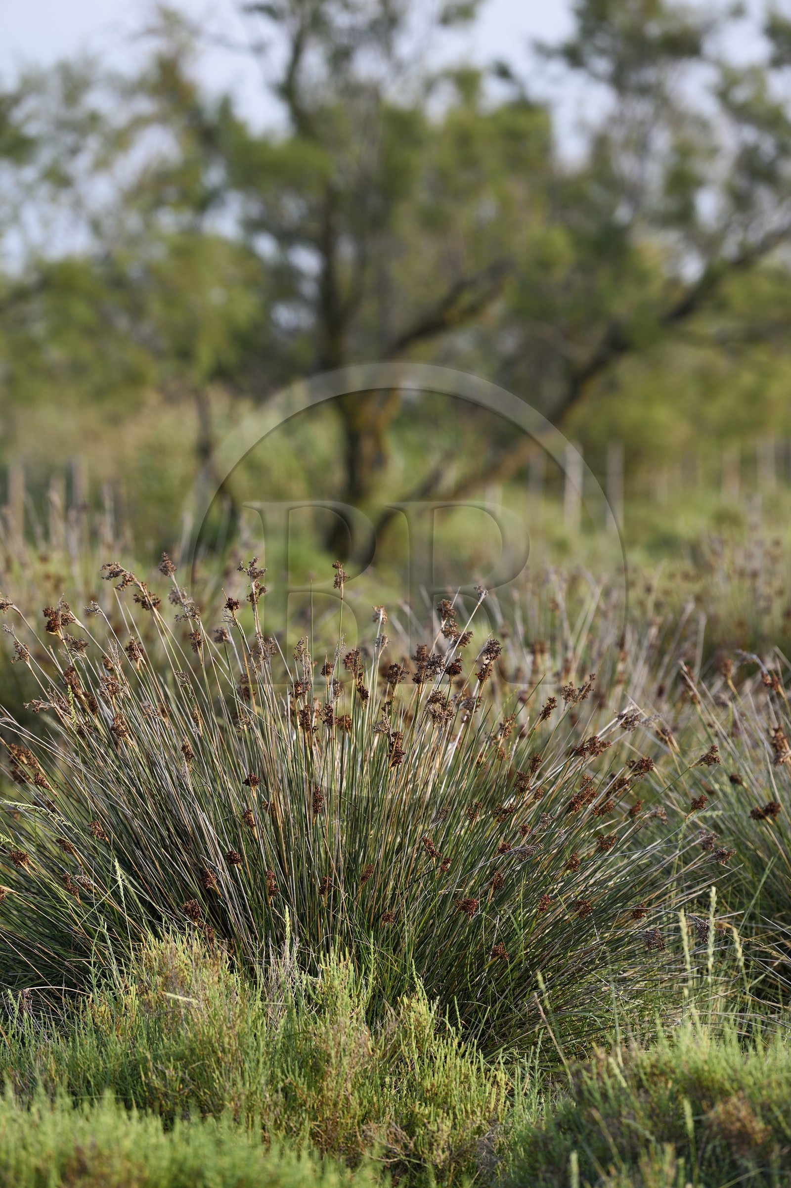 France, Bouches-du-Rhône (13), Parc naturel régional de Camargue, étang de Vaccares