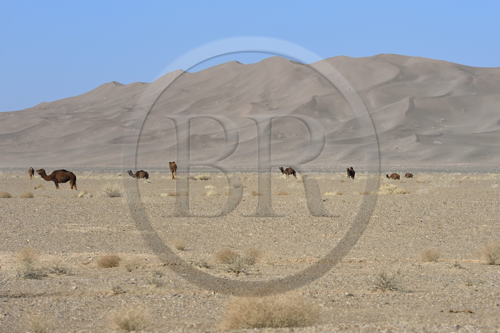 Iran, Province de Yazd, désert du Dasht-e Kavir, Moghestan, dromadaires au pied du massif dunaire dont la plus haute dune atteint les 200 mètres Iran, Province de Yazd, désert du Dasht-e Kavir, Moghestan, dromadaires au pied du massif dunaire dont la plus haute dune atteint les 200 mètres