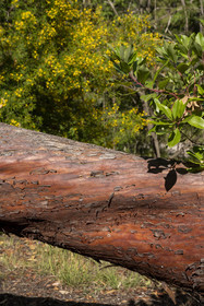 France, Alpes-Maritimes, Antibes, The Botanical Garden of Villa Thuret (attached to INRAE), labeled Jardin Remarquable (Outstanding Garden) and Remarkable Tree