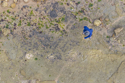 France, Vendée (85), Talmont Saint Hilaire, la Pointe du Payré, foreshore of the Veillon site at low tide, tridactyl fossil traces of bipedal dinosaurs dated around 200 million years old