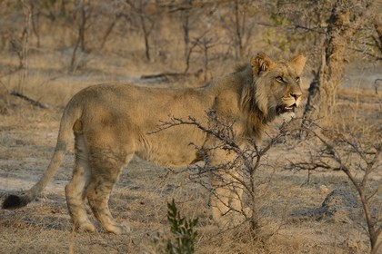 Zimbabwe, province des Midlands, Gweru, Antelope Park qui abrite ALERT (African Lion and Environmental Research Trust), jeune lion (panthera leo)
