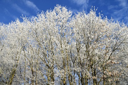 France, Bas Rhin, Saverne region, frosted trees