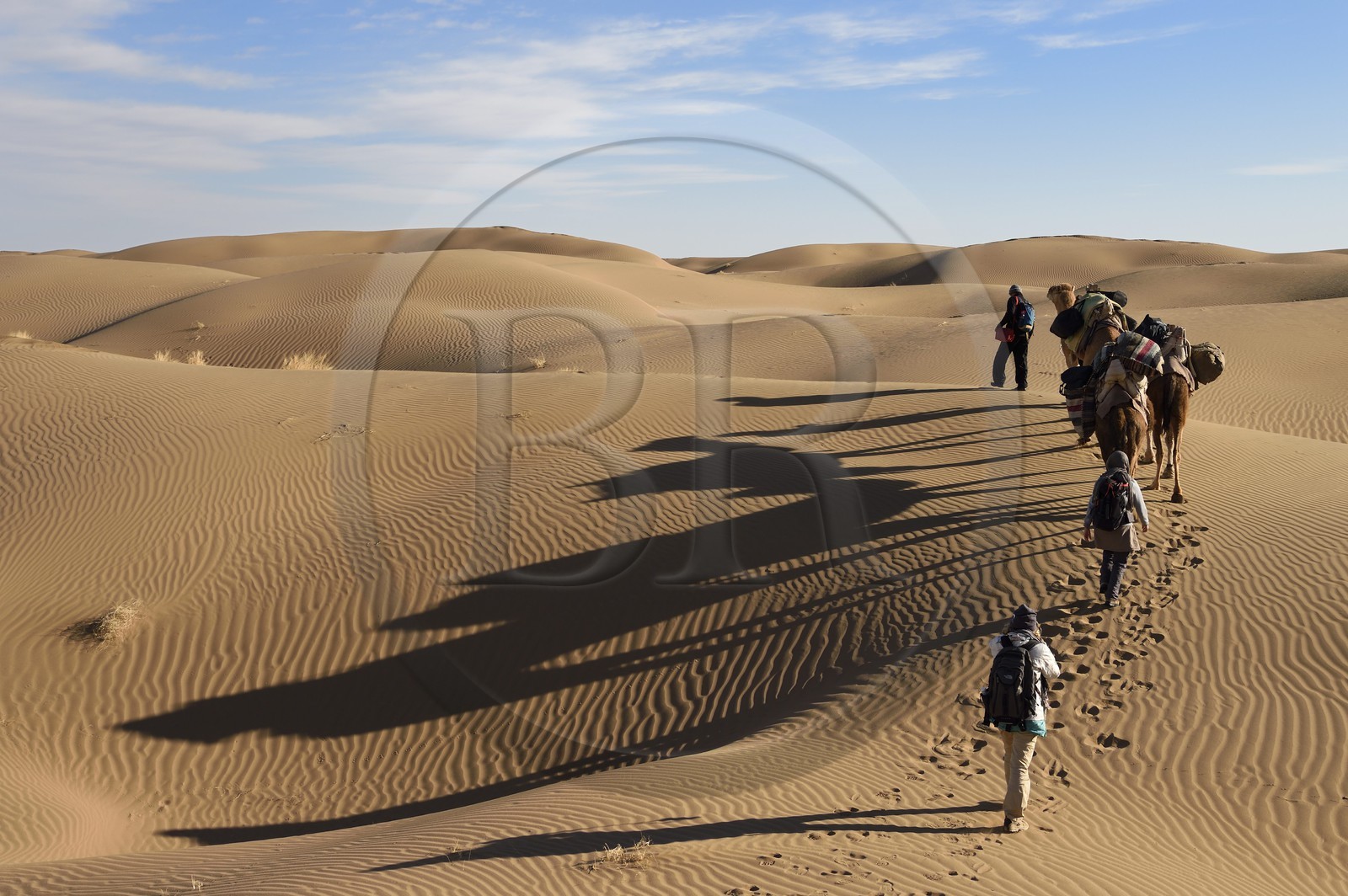 Iran, Province d'Ispahan, désert du Dasht-e Kavir, Mesr dans la région de Khur et Biabanak, caravane de dromadaires dans les dunes du lieu dit de Kuh e-Sefid lors d'une randonnée chamelière Iran, Province d'Ispahan, désert du Dasht-e Kavir, Mesr dans la région de Khur et Biabanak, caravane de dromadaires dans les dunes du lieu dit de Kuh e-Sefid lors d'une randonnée chamelière