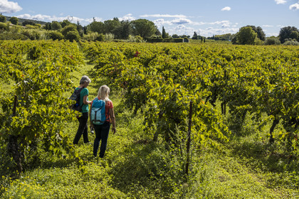 France, Gard, Saint-Maximin, vineyard on the path along the route of the Roman aqueduct of Nimes