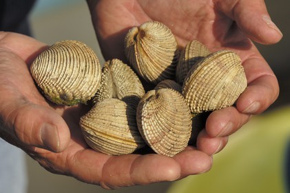 France, Manche, Iles Chausey, clams