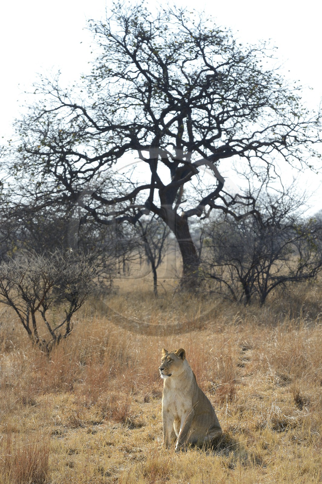 Zimbabwe, province des Midlands, Gweru, Antelope Park qui abrite ALERT (African Lion and Environmental Research Trust), Zone 2, une des quatre jeunes lionnes (panthera leo) qui sera relachée en clan dans un parc national pour le repeupler