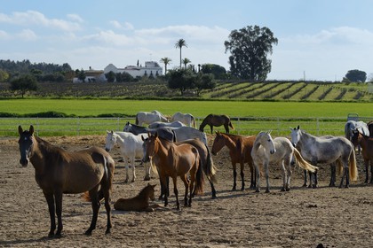 Espagne, Andalousie, province de Séville, Utrera, le haras Ayala (Yeguada Ayala), Pure race espagnole ou PRE (Pura Raza Espanola)