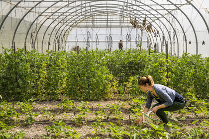 France, Vaucluse, Sarrians, Domaine de l'Oiselet, greenhouse strawberry cultivation