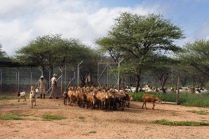Namibie, Otjiwarongo, Cheetah Conservation Fund, centre de recherche et d'éducation, le Livestock Guarding Dog Program (programme chien de garde du bétail) du CCF a été très efficace pour réduire les taux de prédation et ainsi aussi l'inclinaison des agriculteurs à piéger ou tirer sur des guépards, chien Berger d'Anatolie aussi connu sous le nom de Kangal surveillant un troupeau de chèvres Boer et de moutons Damara