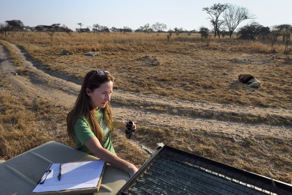 Zimbabwe, Midlands Province, Gweru, Antelope Park home to ALERT (African Lion and Environmental Research Trust), Yvonne Gordon is in charge of the observation of the behavior of lions to be released in a pride in a national park, here in zone 2 the four adult females and the male that have born the lions to be released